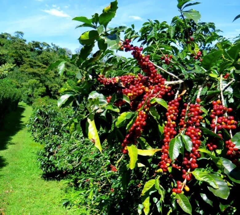 Agriculture